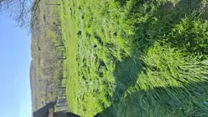 Teren intravilan Mogosesti 600 mp - imagine 2