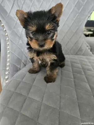 vând cățelusi Yorkshire Terrier