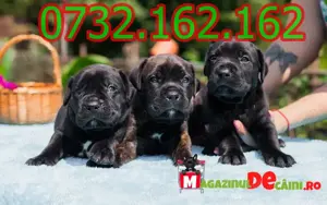 Cumpara legal catei Cane Corso cu factura,microcip,inregistrare-livrare personala la Bucuresti - imagine 3