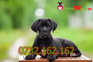 Cumpara legal catei Cane Corso cu factura,microcip,inregistrare-livrare personala la Bucuresti - imagine 2