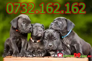 Cumpara legal catei Cane Corso cu factura,microcip,inregistrare-livrare personala la Bucuresti - imagine 4