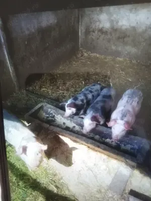 Purcei rasă de carne  - imagine 2