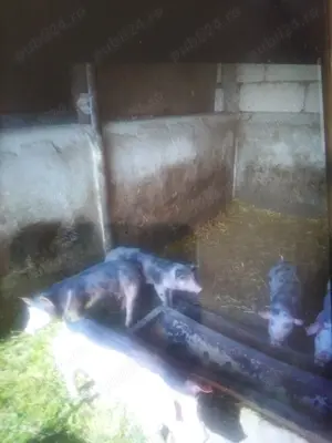 Purcei rasă de carne 