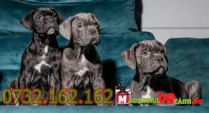 Cumpara legal catei Cane Corso cu factura,microcip,inregistrare-livrare personala la Bucuresti