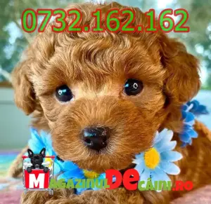 LA OFERTA Cumpara Caniche Pitic Pudel Toy Poodle cu factura,microcip,carnet,vaccin-livrare la Iasi - imagine 4