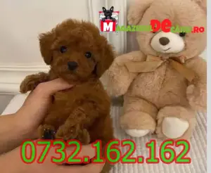 LA OFERTA Cumpara Caniche Pitic Pudel Toy Poodle cu factura,microcip,carnet,vaccin-livrare la Iasi