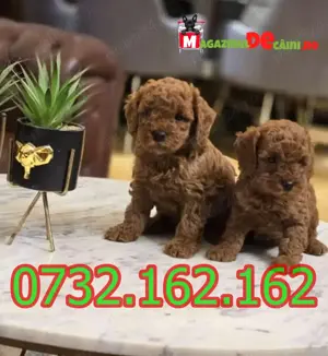 LA OFERTA Cumpara Caniche Pitic Pudel Toy Poodle cu factura,microcip,carnet,vaccin-livrare la Iasi - imagine 5
