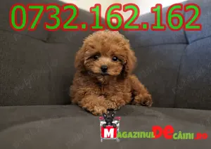 LA OFERTA Cumpara Caniche Pitic Pudel Toy Poodle cu factura,microcip,carnet,vaccin-livrare la Iasi - imagine 3