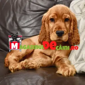 Cumpara legal catei Cocker Spaniel cu Factura,Carnet,Garantie,Microcip-Livrare personala la Pitesti - imagine 2