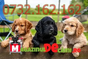 Cumpara legal catei Cocker Spaniel cu carnet,microcip,factura,inregistrare,livrare la Bucuresti - imagine 2