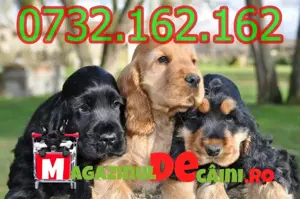 Cumpara legal catei Cocker Spaniel cu Factura,Carnet,Garantie,Microcip-Livrare personala la Pitesti