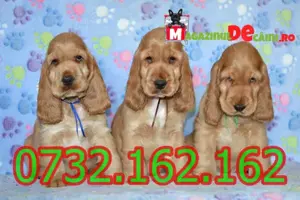 Cumpara legal catei Cocker Spaniel cu Factura,Carnet,Garantie,Microcip-Livrare personala la Pitesti - imagine 3