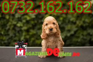 Cumpara legal catei Cocker Spaniel cu carnet,microcip,factura,inregistrare,livrare la Bucuresti