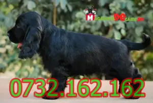 Cumpara legal catei Cocker Spaniel cu Factura,Carnet,Garantie,Microcip-Livrare personala la Pitesti - imagine 4