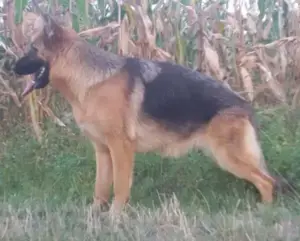 Disponibili pui Ciobanesc German din canisa Kennel von LaurMateiAson - imagine 5