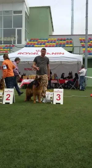 Disponibili pui Ciobanesc German din canisa Kennel von LaurMateiAson - imagine 4