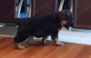 Disponibili pui Ciobanesc German din canisa Kennel von LaurMateiAson - imagine 2