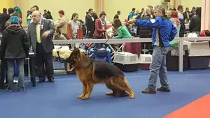 Disponibili pui Ciobanesc German din canisa Kennel von LaurMateiAson - imagine 3