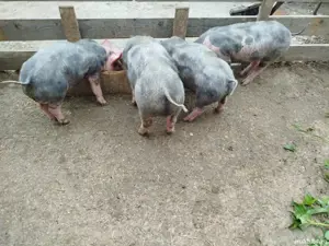 purcei pietran - imagine 2 purcei pietran - imagine 2