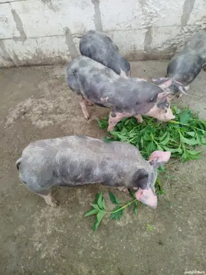 purcei pietran - imagine 4 purcei pietran - imagine 4