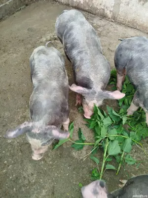 purcei pietran - imagine 3 purcei pietran - imagine 3