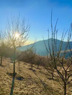 Vand teren cu livezi Buces-Vulcan - imagine 7