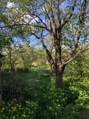 Teren si casa de vanzare - 1969mp - imagine 9 Teren si casa de vanzare - 1969mp - imagine 9