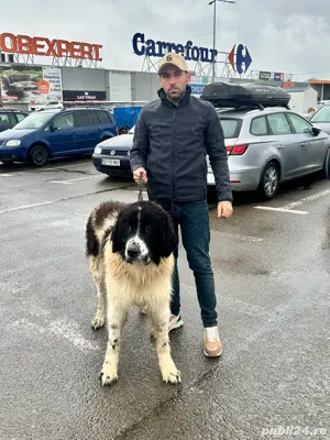Mascul ciobanesc de bucovina  - imagine 3