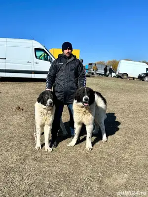 Mascul ciobanesc de bucovina  - imagine 4