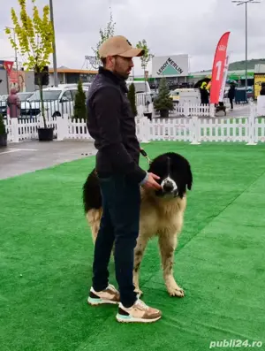 Mascul ciobanesc de bucovina 