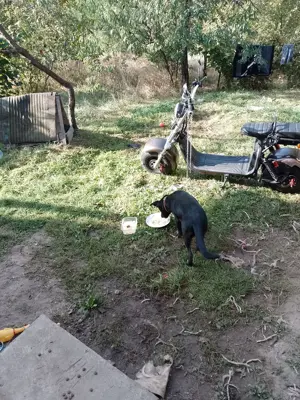 scuter electric harley davidson - imagine 3