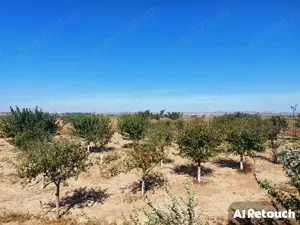 Casa de vacanta P+M,anexa de exploatatatie agricola - imagine 10