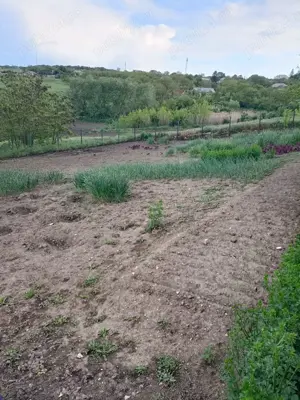 Vand casa in Barsanesti, judetul Botosani, teren 3868 mp - imagine 10