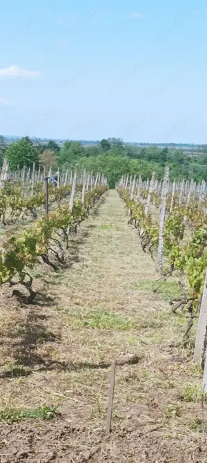 Vînd teren intravilan Sărata, Bacău 23 euro - imagine 2