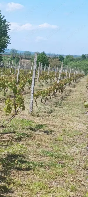 Vînd teren intravilan Sărata, Bacău 23 euro - imagine 3