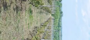 Vînd teren intravilan Sărata, Bacău 23 euro