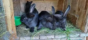 Vand iepuras  - imagine 2