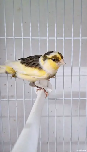 Papagali,diferite culori  - imagine 3 Papagali,diferite culori  - imagine 3