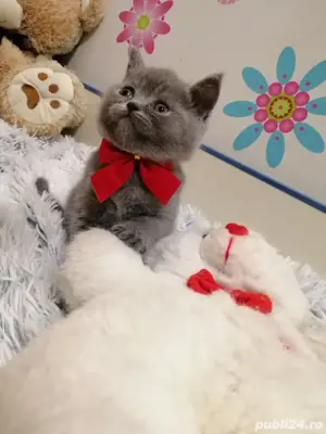 british shorthair blu!
