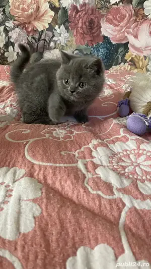 scottish fold! Asigur transport! - imagine 2