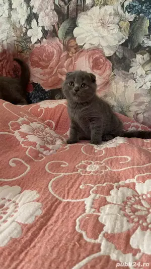 scottish fold! Asigur transport!