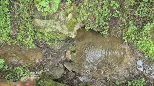 Casa de vacanta Baratca, comuna Paulis - imagine 7