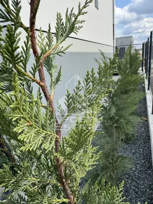 Duplex  modern despartit prin camera tehnica - imagine 2