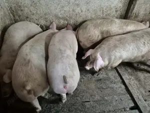 Porci Mari 100-250kg - imagine 2