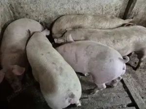 Porci Mari 100-250kg - imagine 3