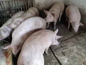 Porci 120-180kg Rasă Carne  - imagine 4