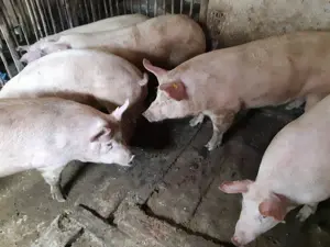 Porci 120-180kg Rasă Carne  - imagine 6