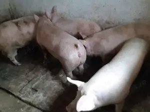 Porci Pik Rasă de Carne  - imagine 5