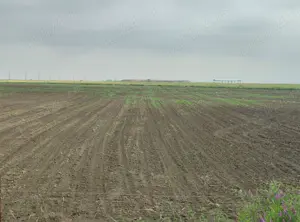 Agricol 10ha Timiș Comasate Agricol 20 ha - imagine 6