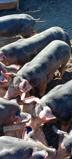 Porci, purcei  - imagine 5